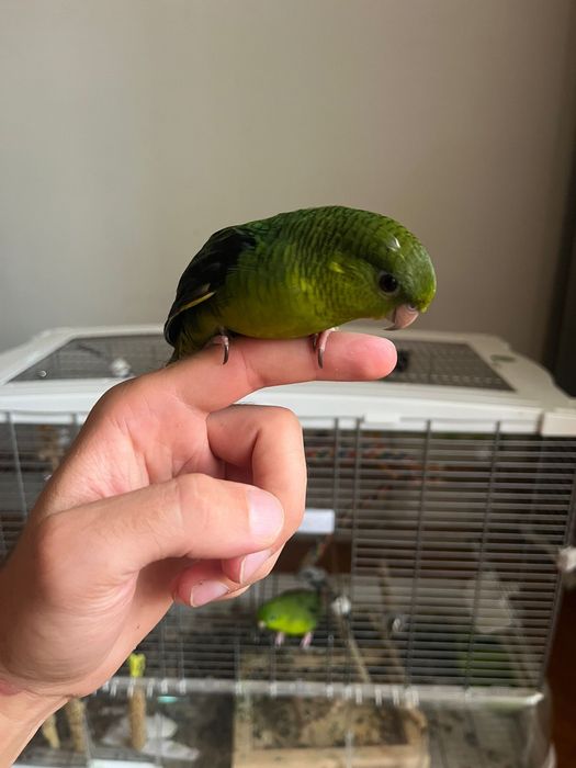 Papagal vargat/catherine verde