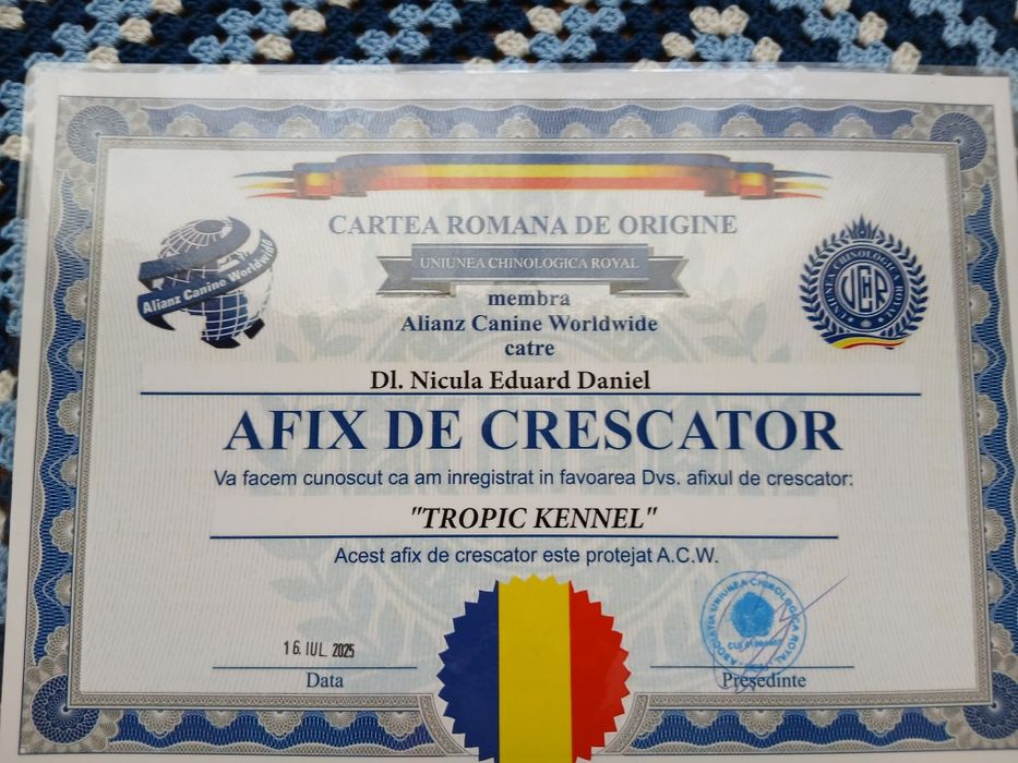 Ciobănesc Belgian Malinois