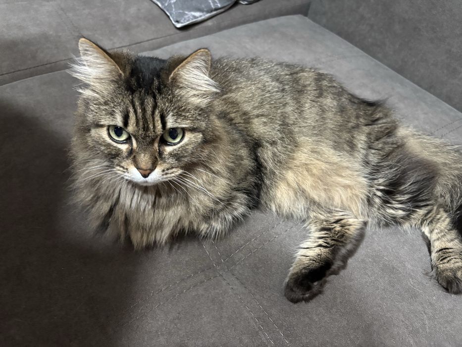 Отдам кота в хорошие руки