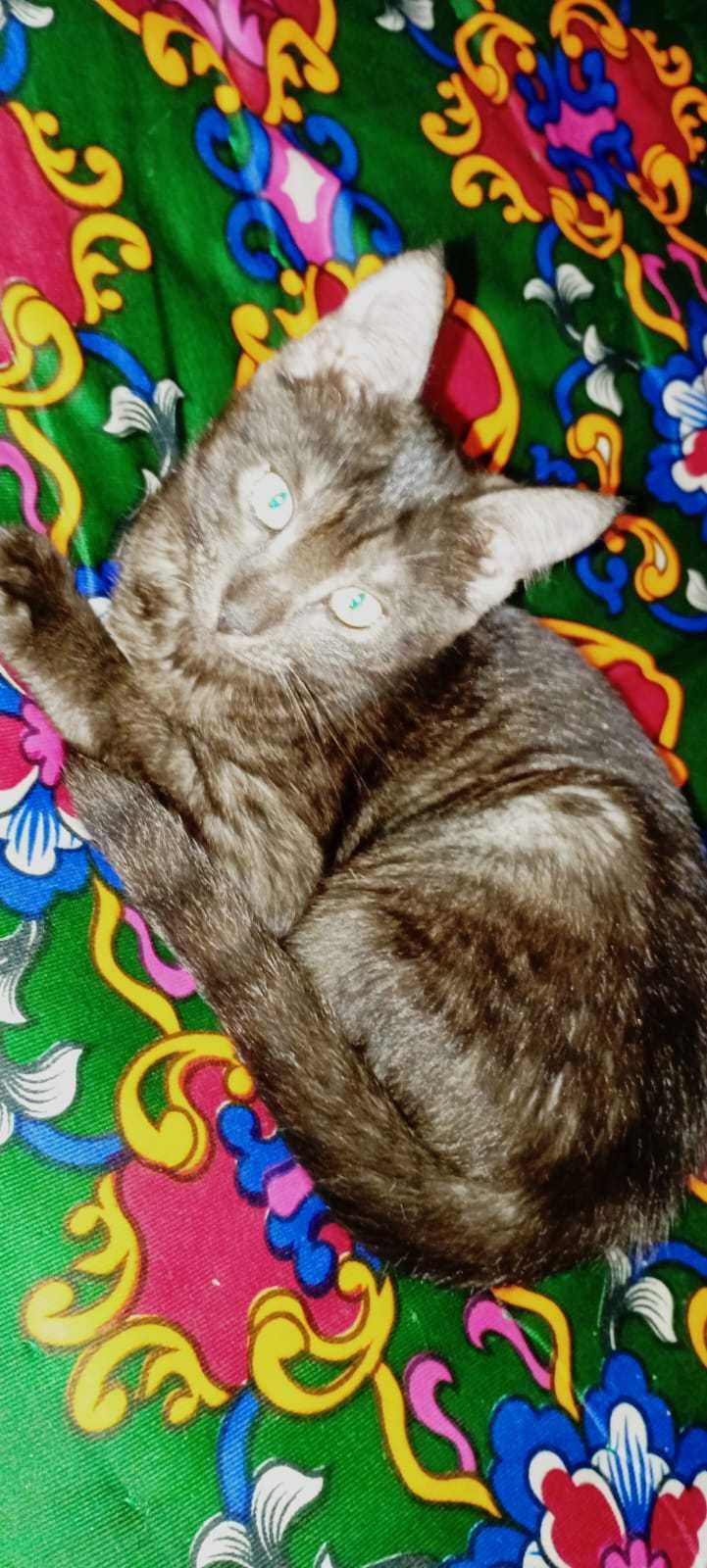 Котенок (девочка) ищет дом!