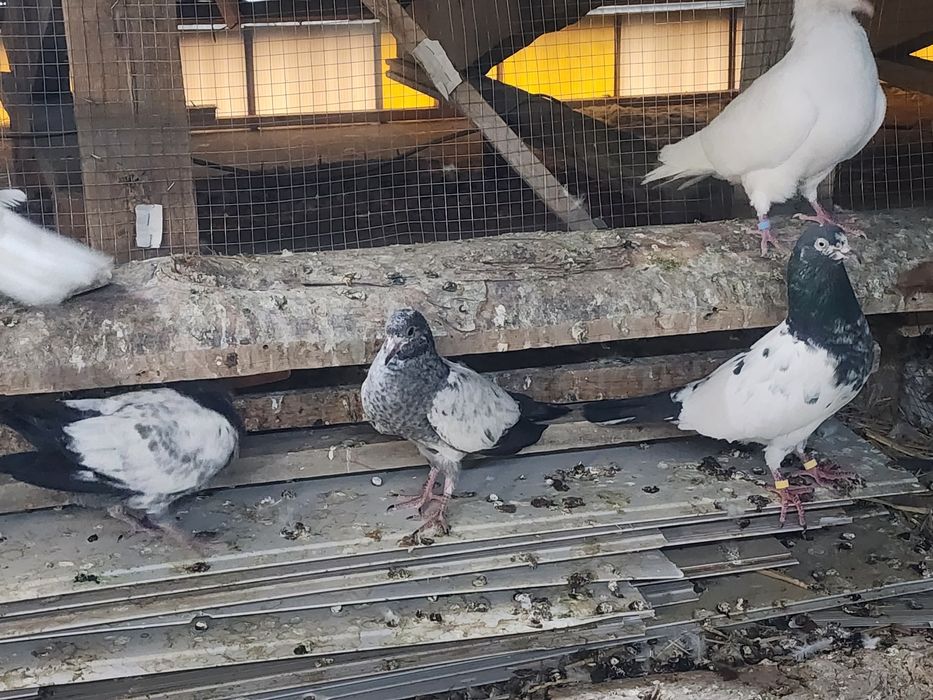 Продаются гибриды Тэдди + рампури