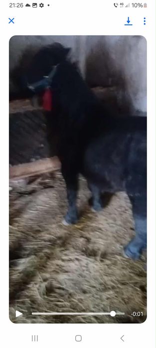 harmasar de 3 anișori acte la zi