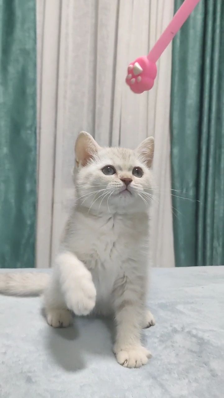 Девочка Скотиш страйт серебристая шиншила
