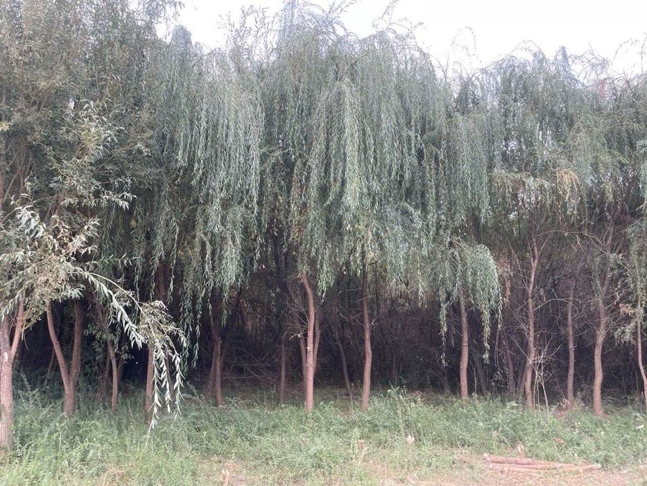 Мажнунтол кучатлари.