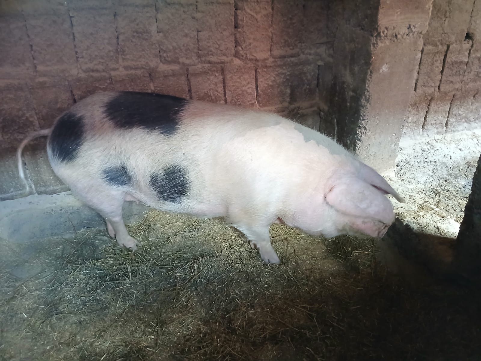 Vând      porumb