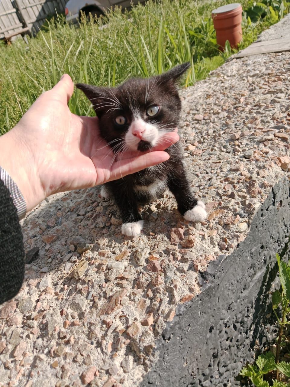 Ищем добрые руки котенку