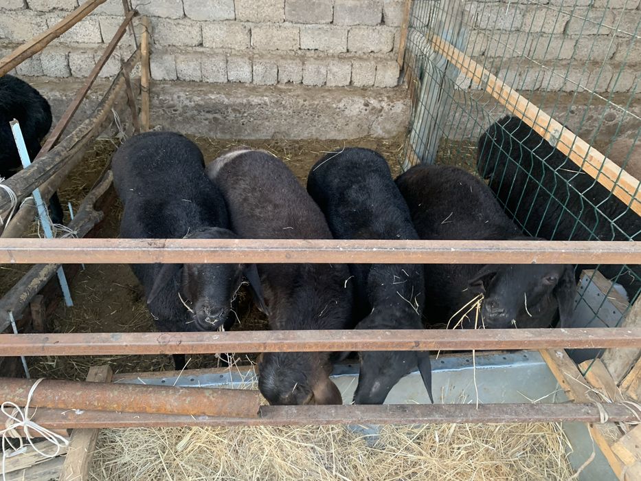 Qoʻzi qoʻchqorlar sotiladi