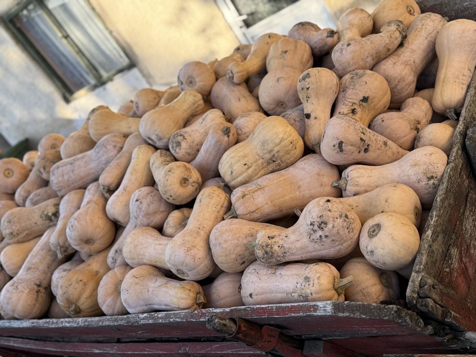 Vand dovleci placintari Matilda f1 calitatea intai