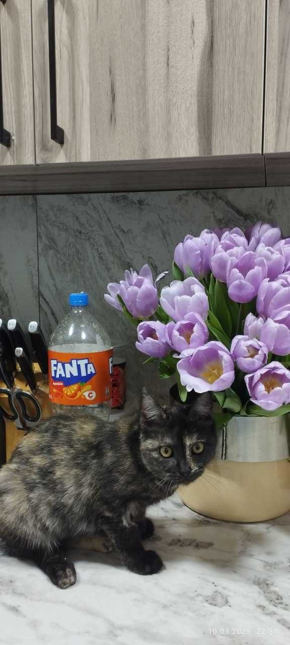 Биба и Боба Сноу шу  ,  Сара скоттиш страйт