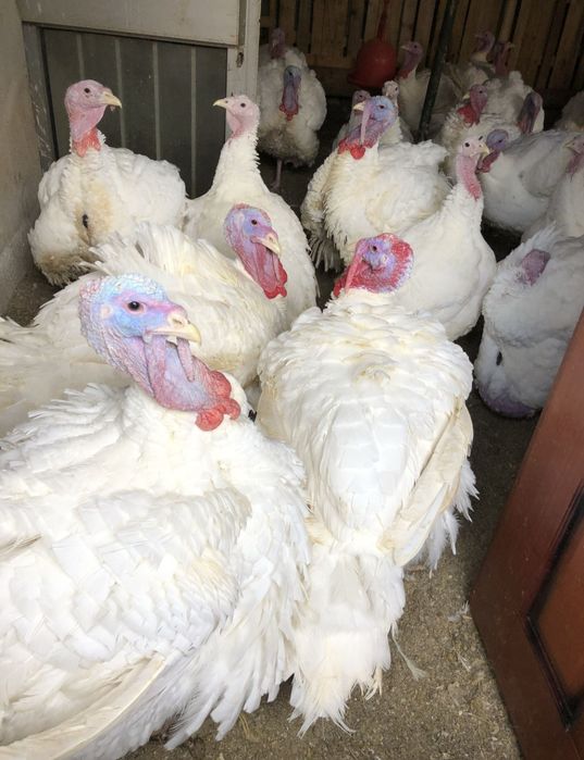 Curcani albi de curte