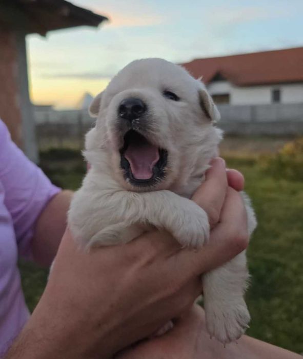 Ofer spre adopție 5 cățeluși – disponibili în aproximativ o lună