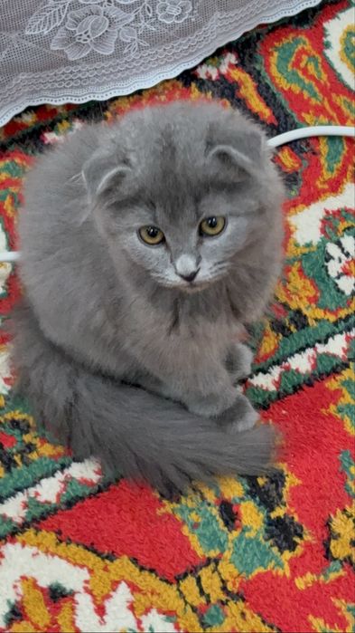 Очаровательный британский котёнок 2 месяцев ждёт заботливого хозяина