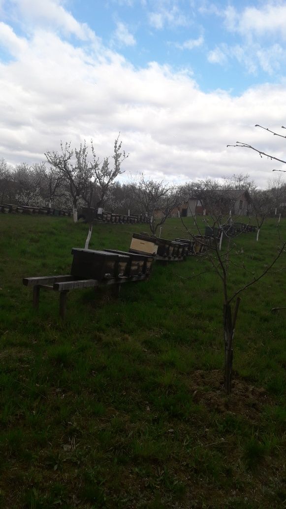 Albine de vanzare