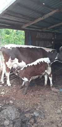 De vînzare vacă cu vițel garantata de lapte se confirmă