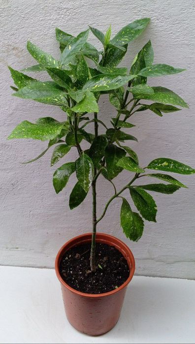 Аукуба японская (Aucuba japonica) или "Золотое дерево". Цветы для дома