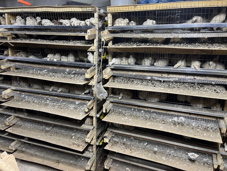 Перепелка для мясо