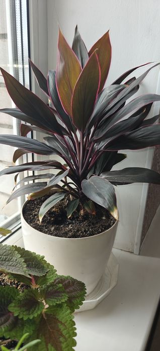 Продам цветок Кардилина фрутикоза