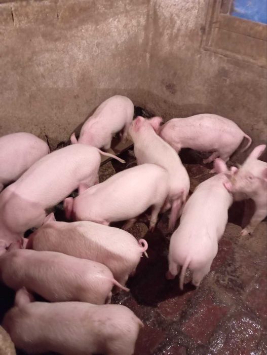 Малки прасета!200лв може коментар на цената на място!