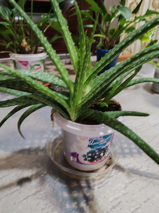 Комнатные растения, цветы для дома, офиса