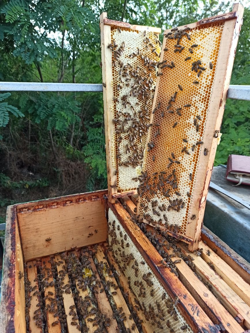 Vând miere de albine naturala