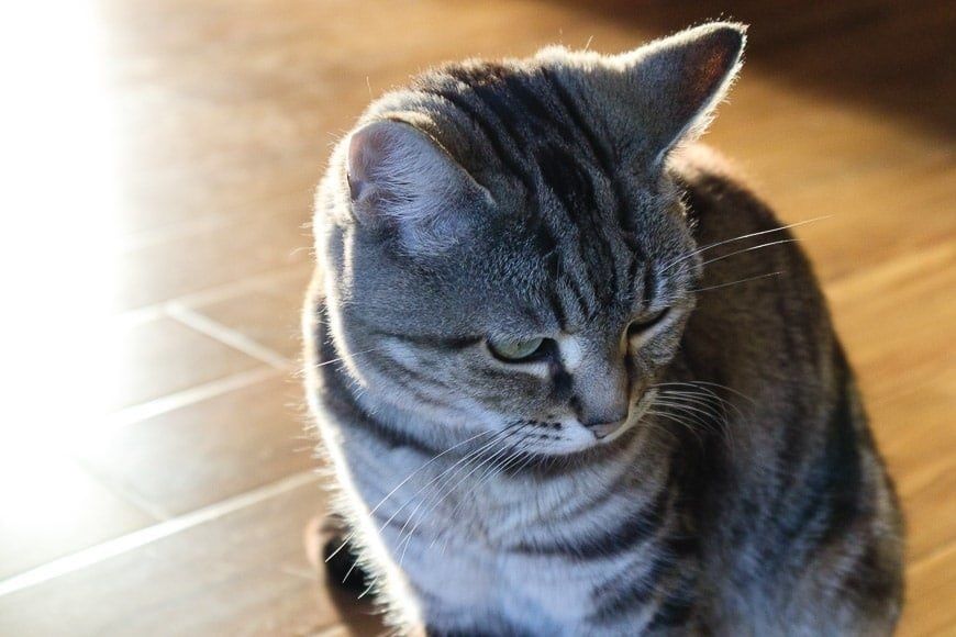 Продается фотоаппарат Canon EOS M50 объектив Canon 15-45mm STM