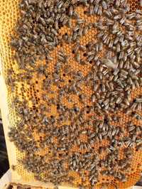 Lichidare stupina - vand familii de albine gata de cules