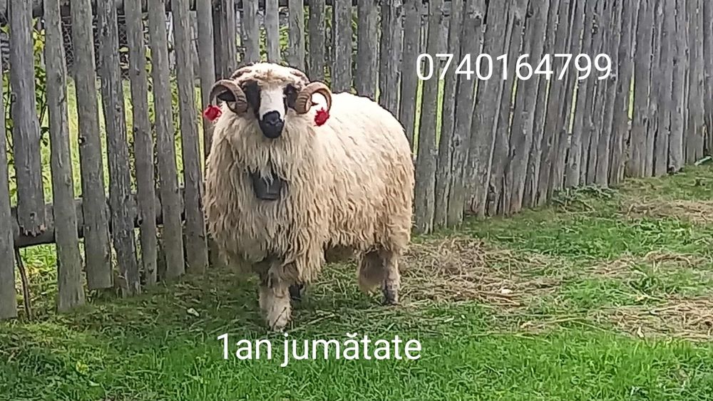 Berbec tânăr de vânzare/schimb