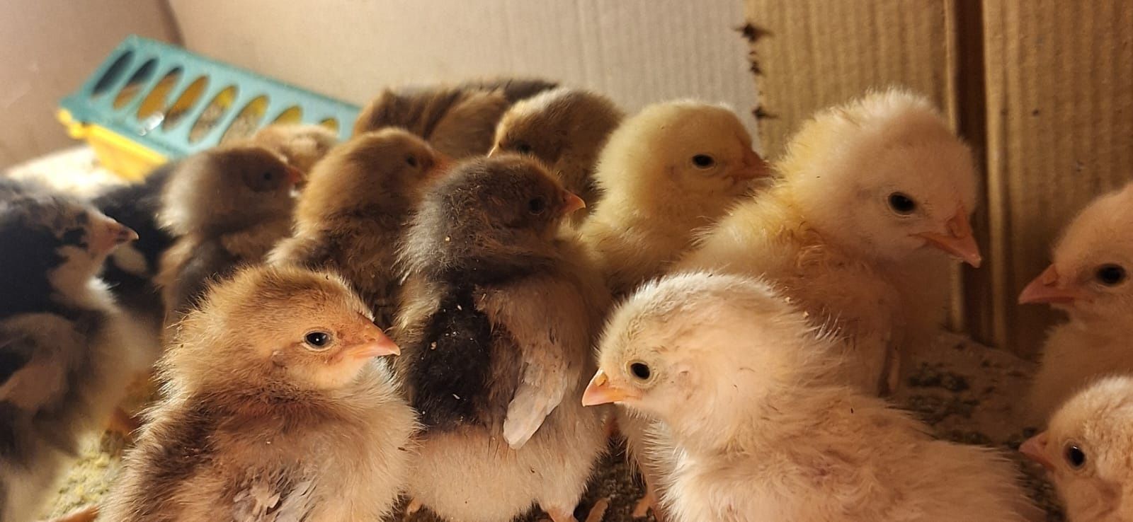 Vând pui diferite rase Australorp Albastru Brahma HD Vorwerk Wiandotte