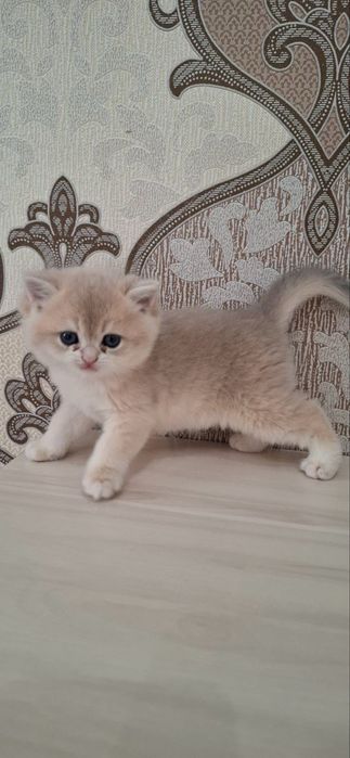 Британские котята шиншиллы