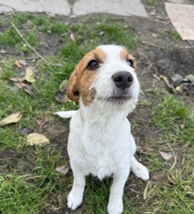 Щенок Джек Рассел терьера