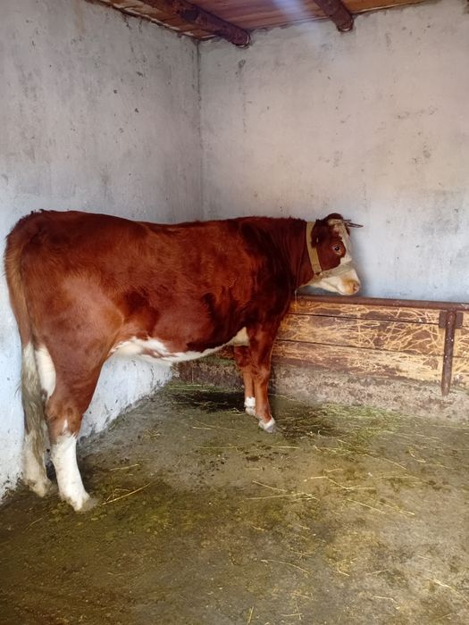 Vand junica gestanta in 6 luni.