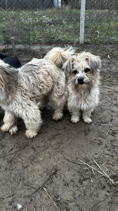 Donez cateluse bisoni