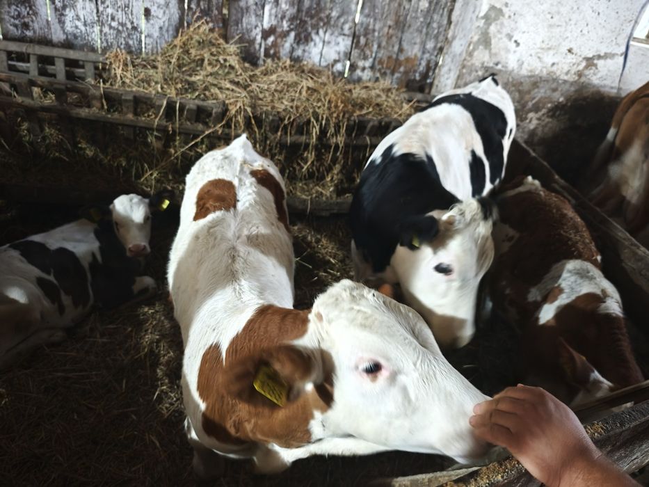 Ofer spre vanzare 42 buc vaci cu lapte