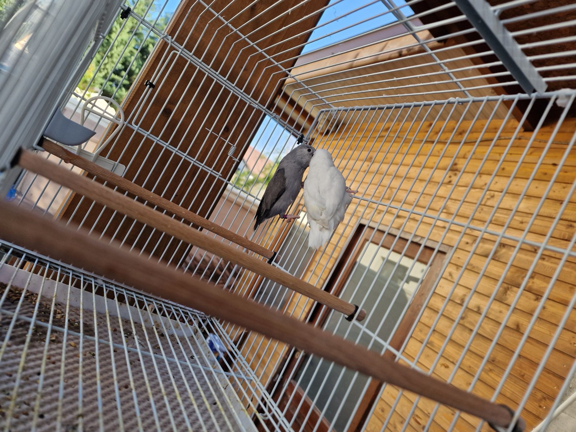 Forpus Coelestis - Perechi reproducătoare  / Schimb cu canari