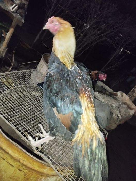 Дакан петушки 5-6месяцев