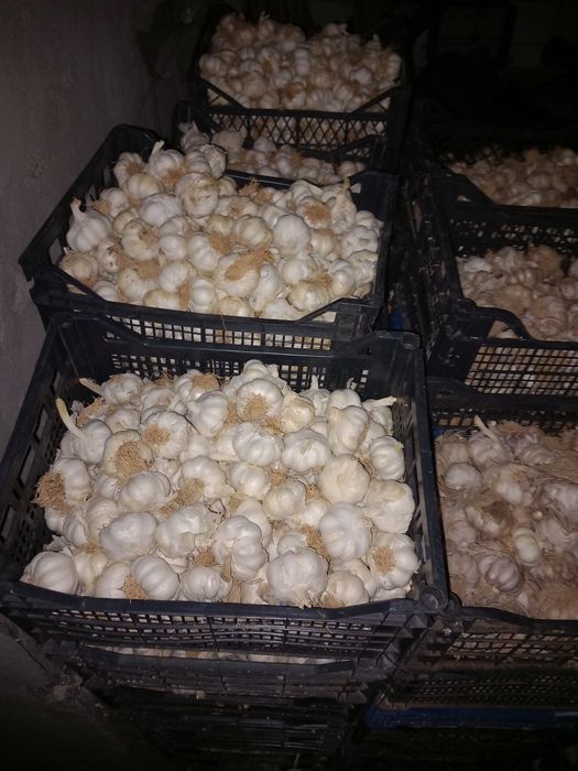 Usturoi de pus în pământ și consum