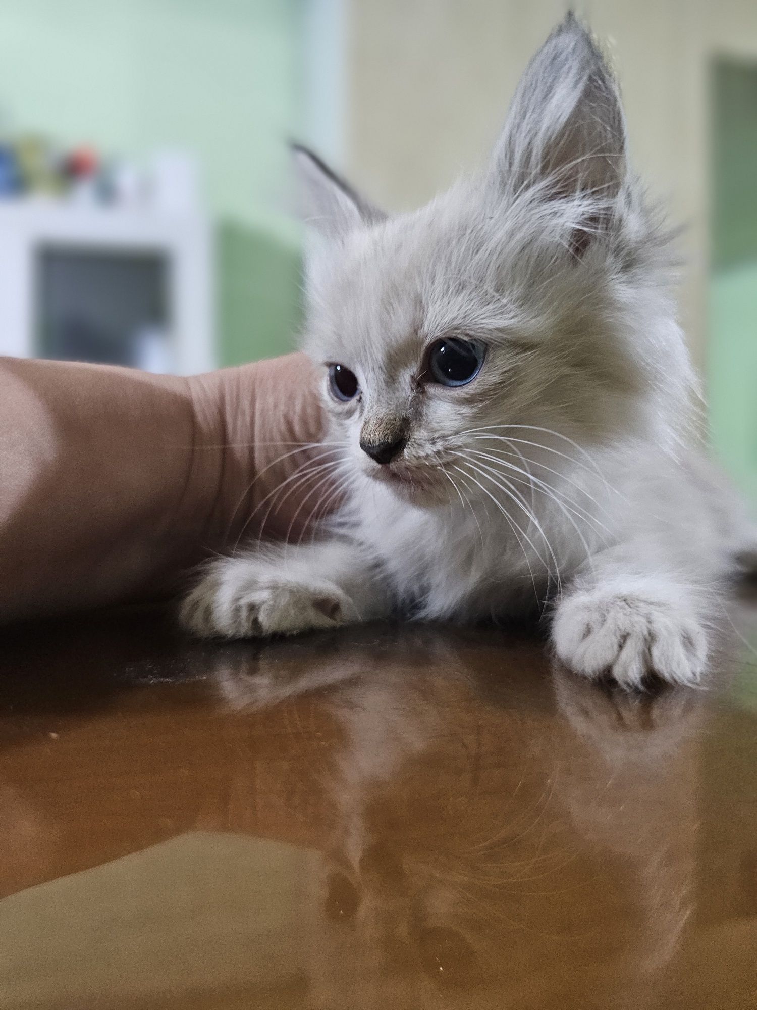 Котята 6 маль 1 дев.  В добрые руки бесплатно