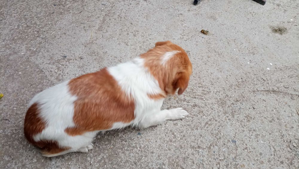 домашен любимец си търси стопани