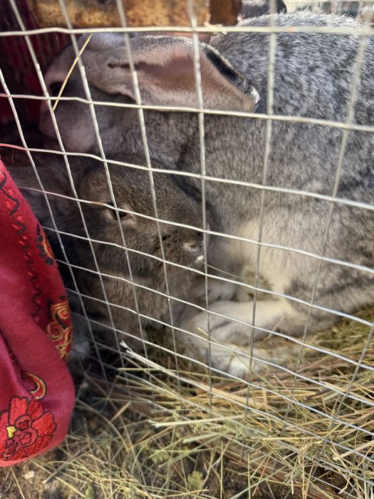 Продам два кролика. Обе девочки. В Бауырластаре