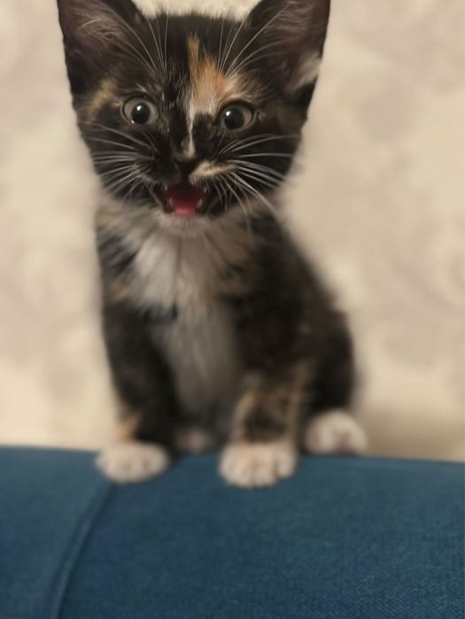 Отдам котенка только в добрые ,отвественные руки !Прочтите описание