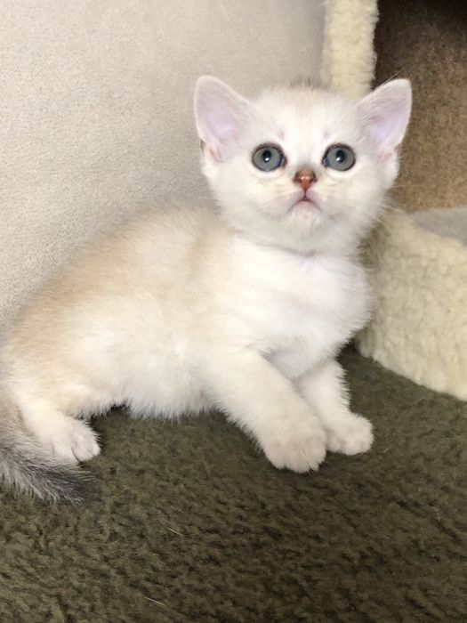 Шотландские котята!