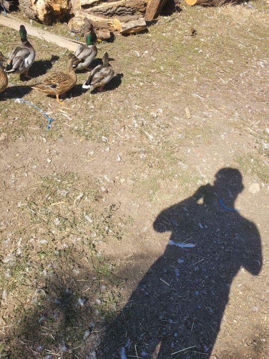Rate sălbatice boboace de anul acesta    pentru cei interesați