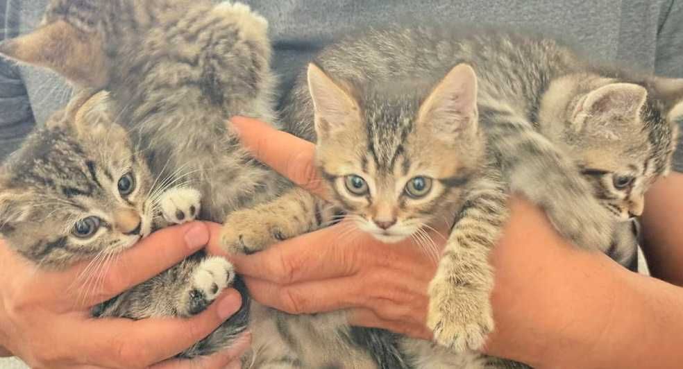 котята 1.5 месяца продаю
