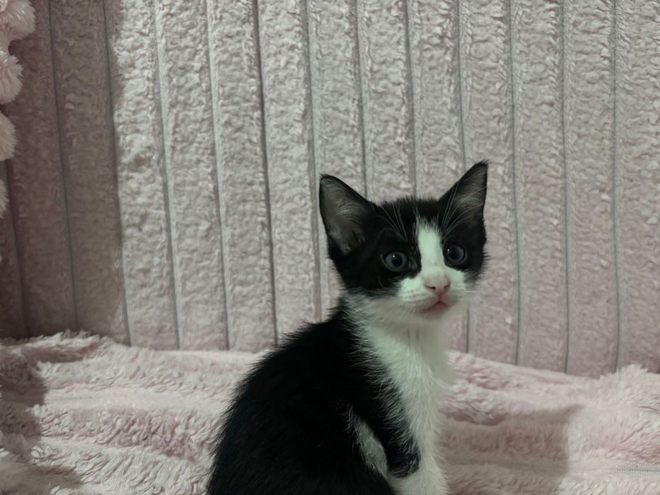 Отдам котят 3 месяца