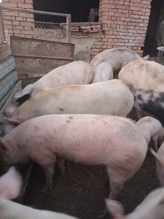 Прасета от 20кг до 250 кг