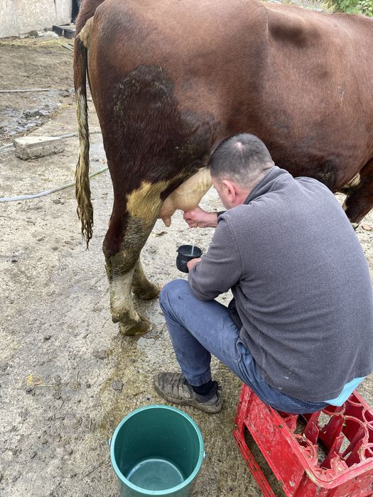 Vaca tanara gestanta