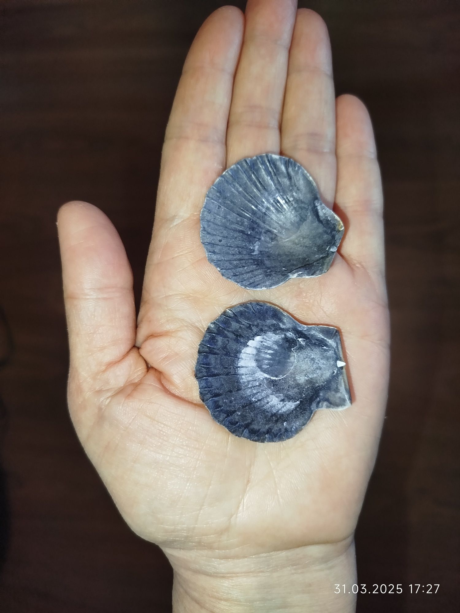 Ракушки натуральные из морей
