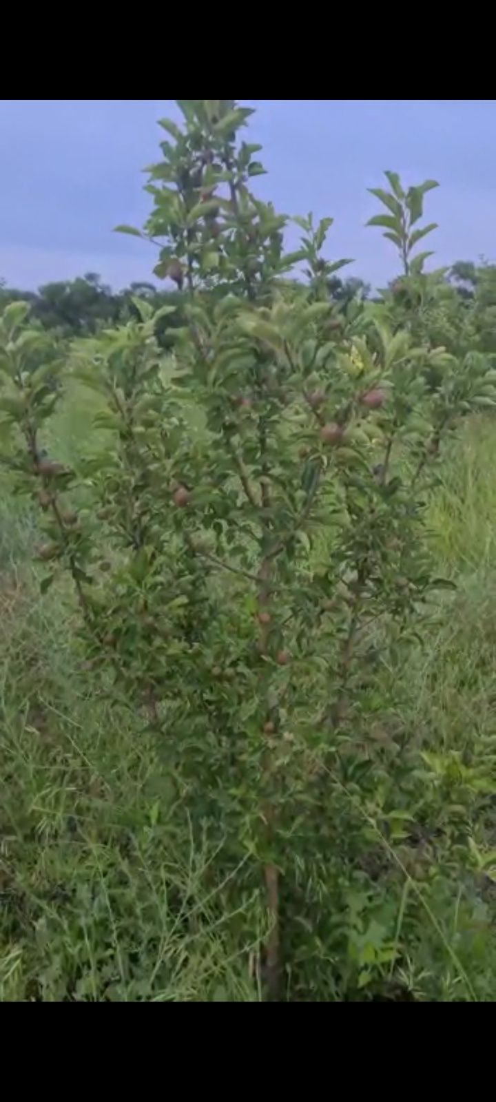 Сад яблоневый Иссык