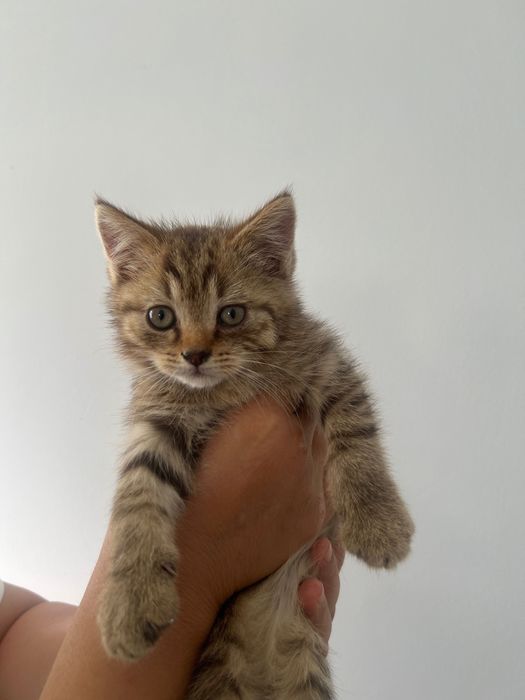 Кошка в добрые руки