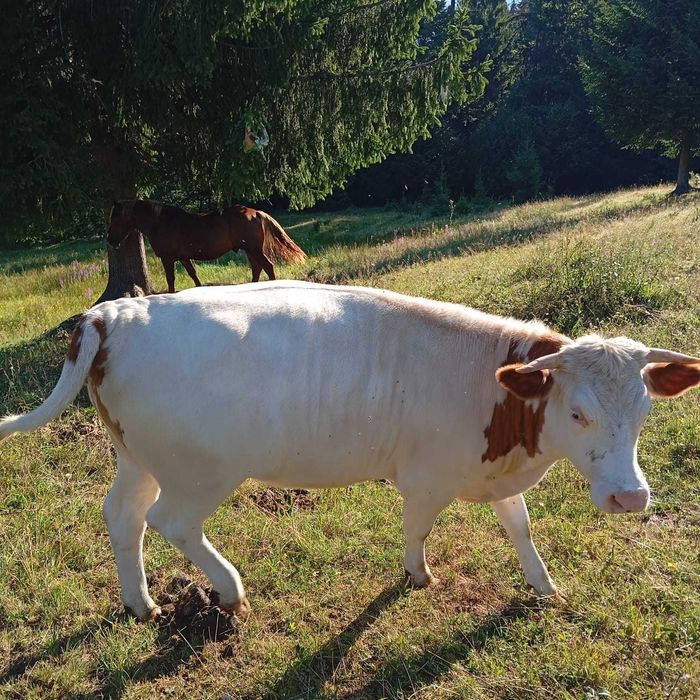 Vaca de vanzare, junincă gestanta